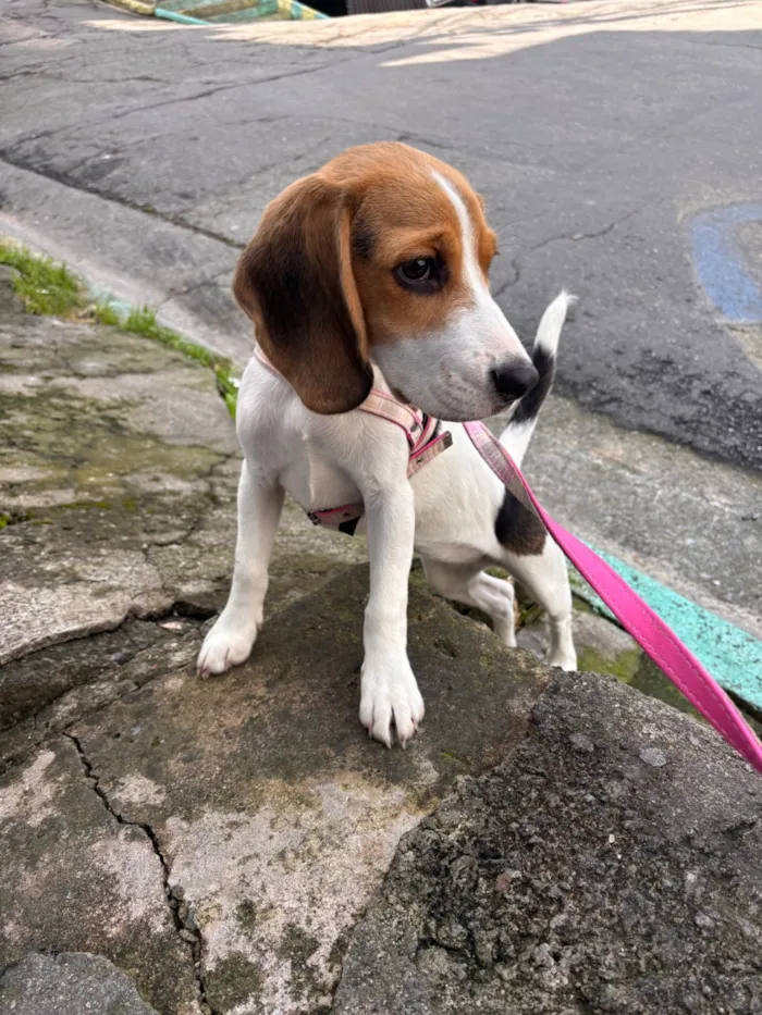 Cachorro raça SRD-ViraLata idade 2 a 6 meses nome Mavie