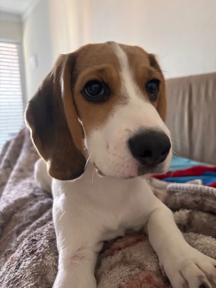Cachorro raça SRD-ViraLata idade 2 a 6 meses nome Mavie
