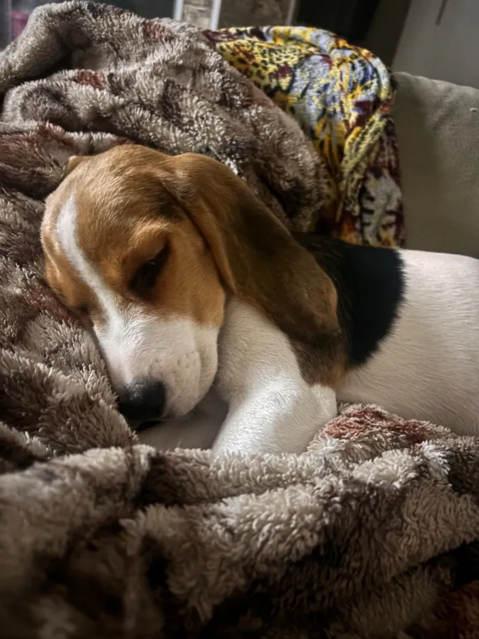Cachorro raça SRD-ViraLata idade 2 a 6 meses nome Mavie