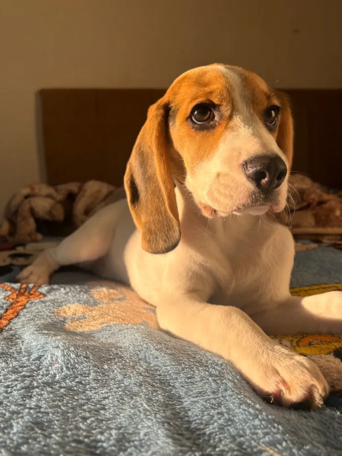 Cachorro raça SRD-ViraLata idade 2 a 6 meses nome Mavie