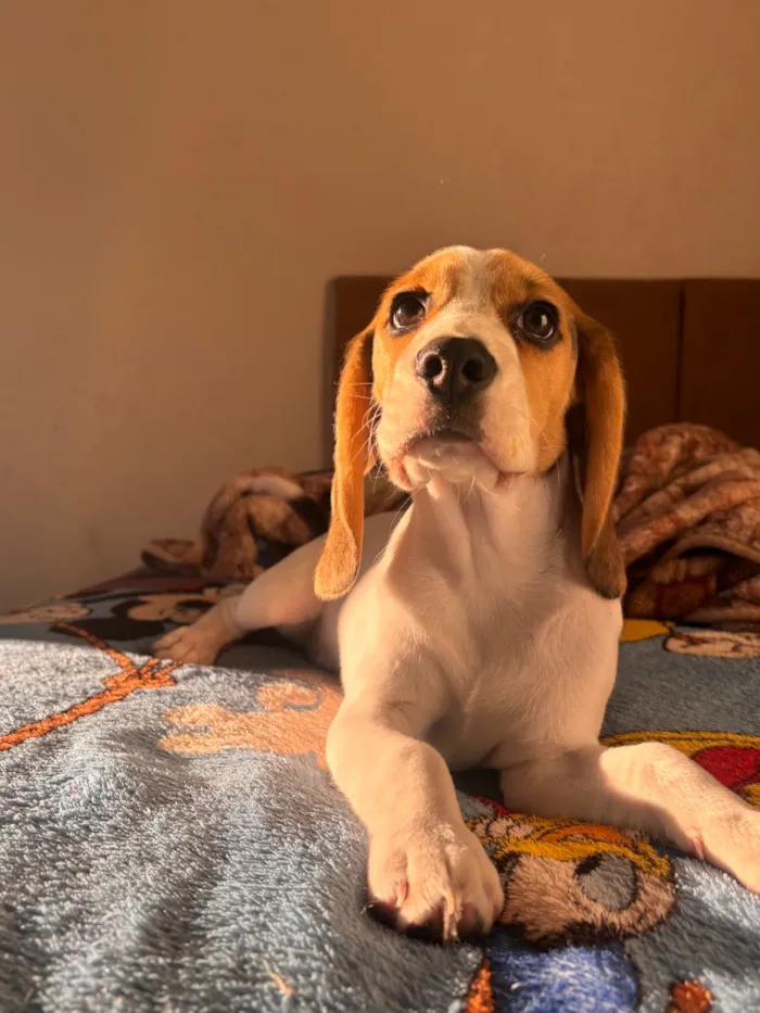 Cachorro raça SRD-ViraLata idade 2 a 6 meses nome Mavie