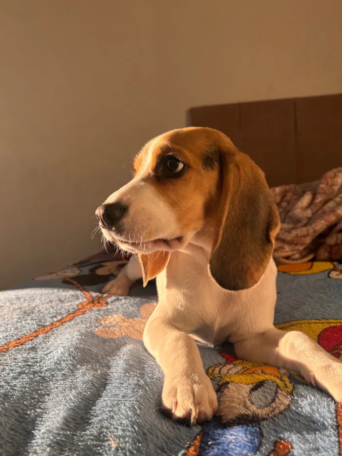 Cachorro raça SRD-ViraLata idade 2 a 6 meses nome Mavie