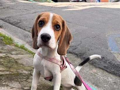 Cachorro raça SRD-ViraLata idade 2 a 6 meses nome Mavie
