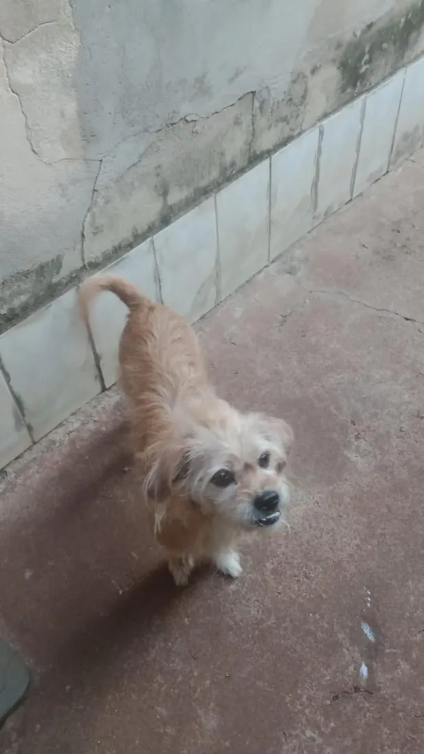 Cachorro raça SRD-ViraLata idade 6 ou mais anos nome Princesa