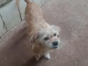 Cachorro raça SRD-ViraLata idade 6 ou mais anos nome Princesa