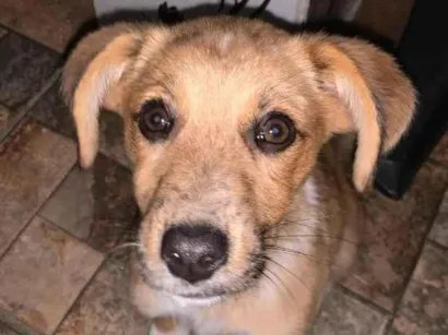 Cachorro raça SRD-ViraLata idade 2 a 6 meses nome Jade 