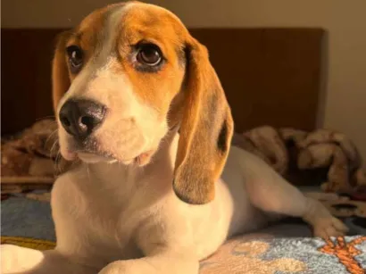 Cachorro raça SRD-ViraLata idade 2 a 6 meses nome Mavie