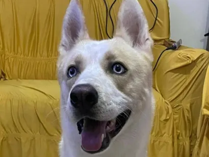 Cachorro raça SRD-ViraLata idade 1 ano nome Thor 