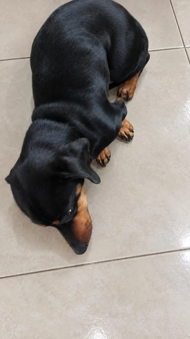 Cachorro raça Basset-Cofap idade 1 ano nome Rex (não sei o nome)