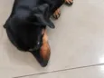 Rex (não sei o nome)