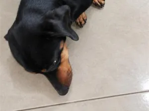 Cachorro raça Basset-Cofap idade 1 ano nome Rex (não sei o nome)