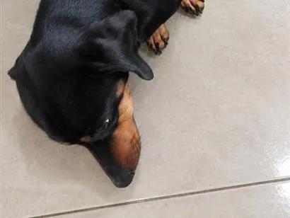 Cachorro raça Basset-Cofap idade 1 ano nome Rex (não sei o nome)