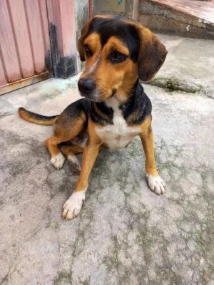 Cachorro raça SRD-ViraLata idade 3 anos nome bebe