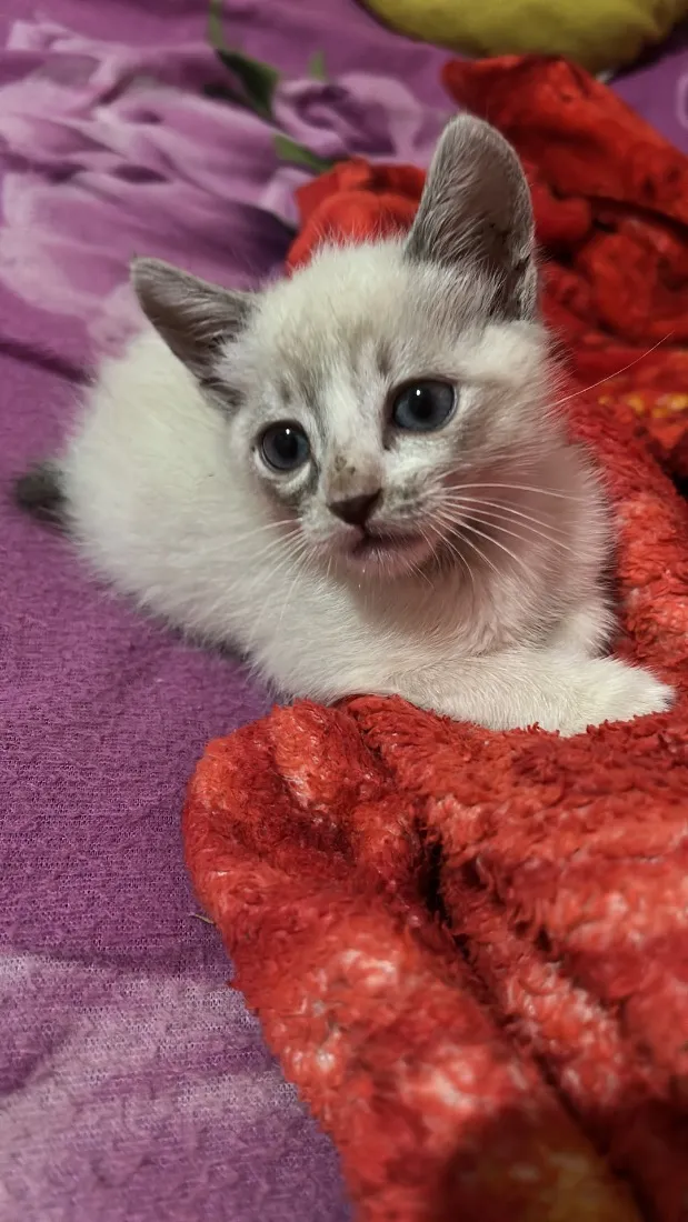 Gato raça SRD-ViraLata idade 2 a 6 meses nome Marie