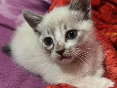 Gato raça SRD-ViraLata idade 2 a 6 meses nome Marie