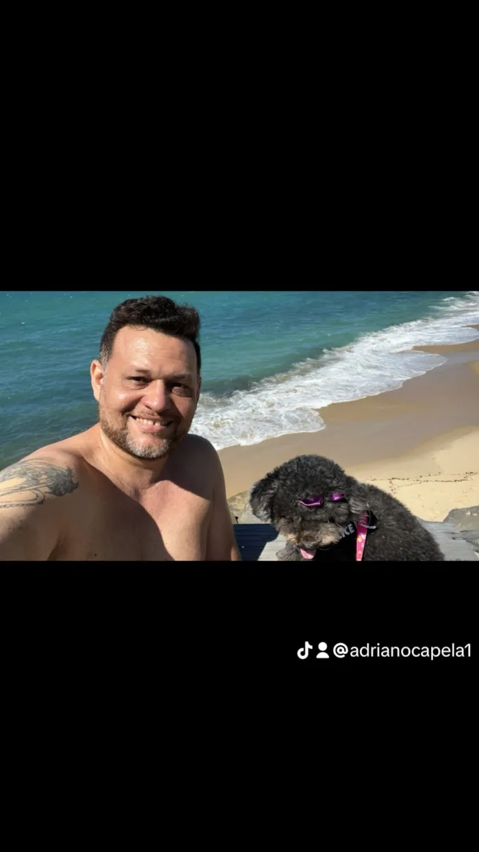 Cachorro raça Poodle idade 6 ou mais anos nome Duda 
