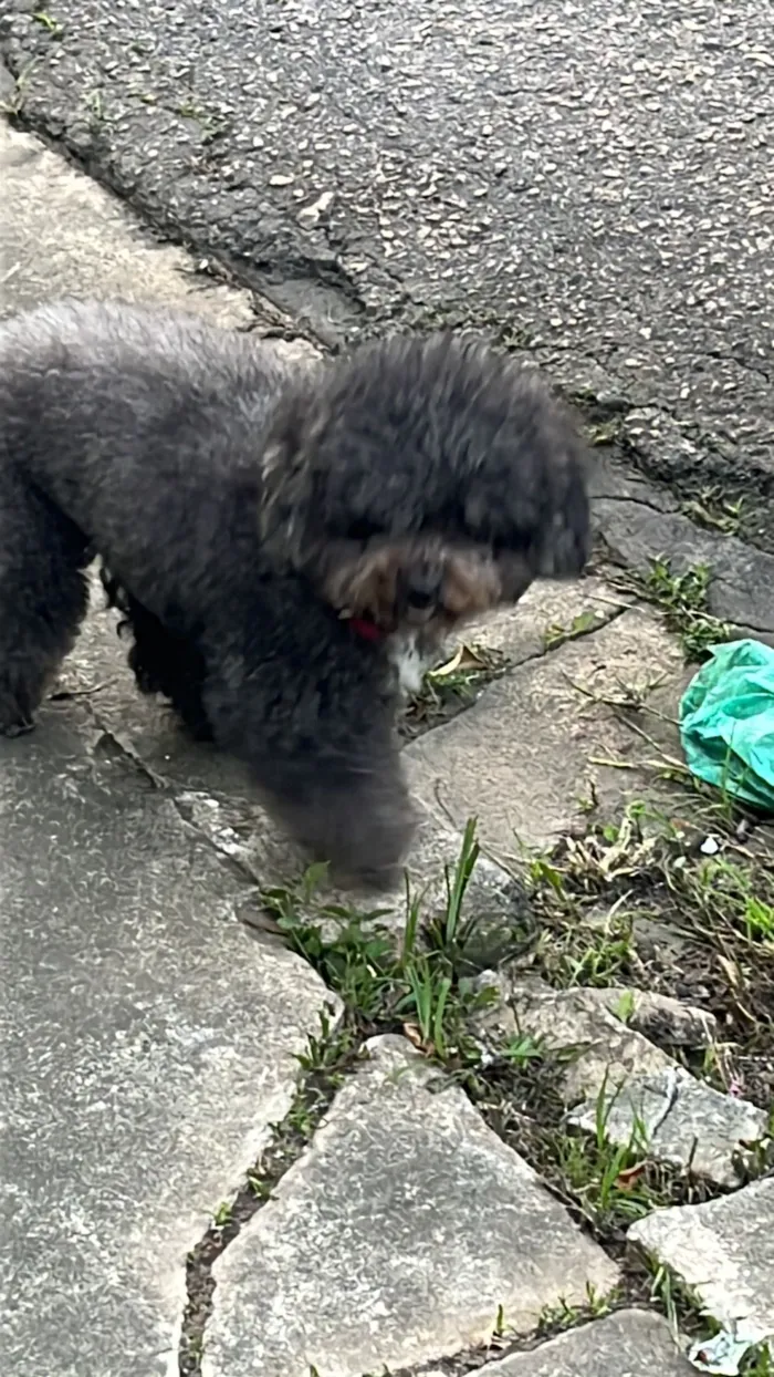 Cachorro raça Poodle idade 6 ou mais anos nome Duda 