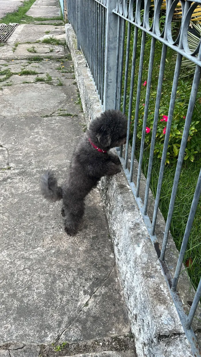Cachorro raça Poodle idade 6 ou mais anos nome Duda 