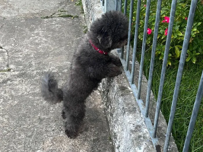 Cachorro raça Poodle idade 6 ou mais anos nome Duda 