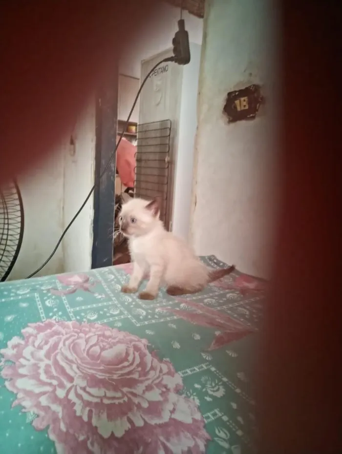 Gato raça Siamês idade Abaixo de 2 meses nome Neve