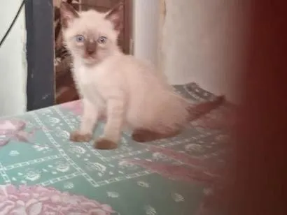Gato raça Siamês idade Abaixo de 2 meses nome Neve
