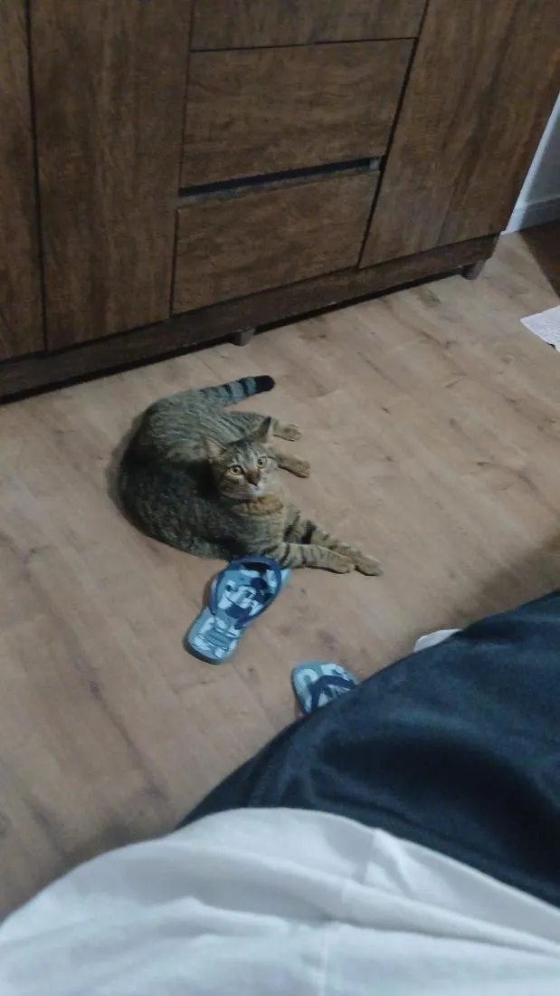 Gato raça SRD-ViraLata idade 7 a 11 meses nome Lukas