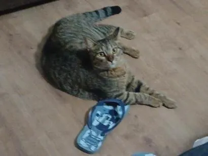 Gato raça SRD-ViraLata idade 7 a 11 meses nome Lukas
