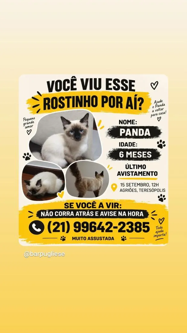 Gato raça Siamês idade 2 a 6 meses nome Panda