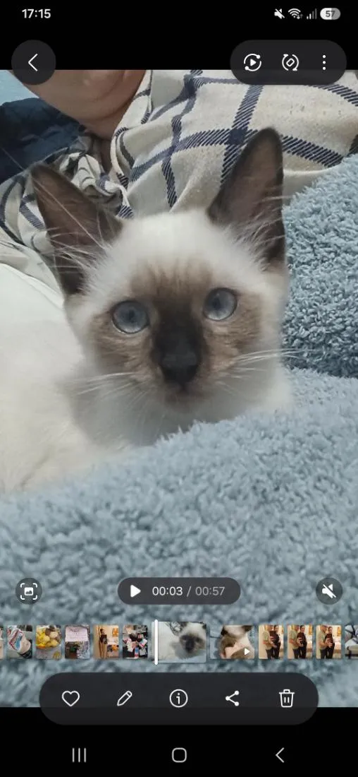 Gato raça Siamês idade 2 a 6 meses nome Panda