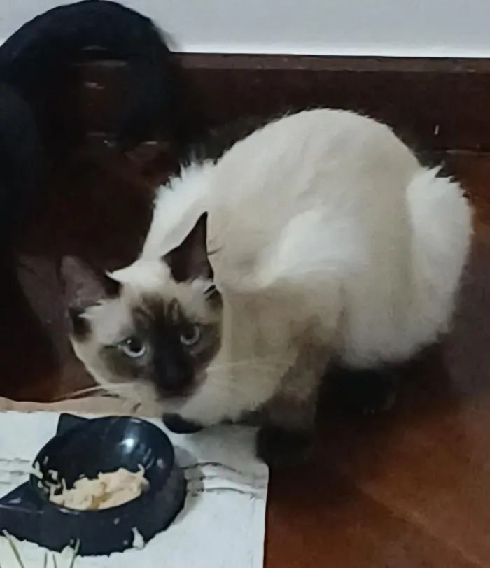 Gato raça Siamês idade 2 a 6 meses nome Panda