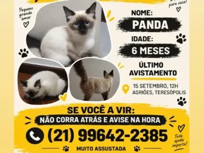 Gato raça Siamês idade 2 a 6 meses nome Panda