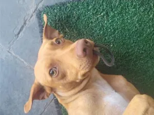 Cachorro raça SRD-ViraLata idade 2 anos nome Paçoca