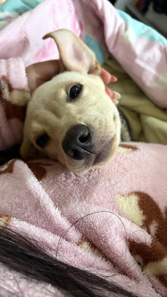 Cachorro raça SRD-ViraLata idade 2 a 6 meses nome Melia