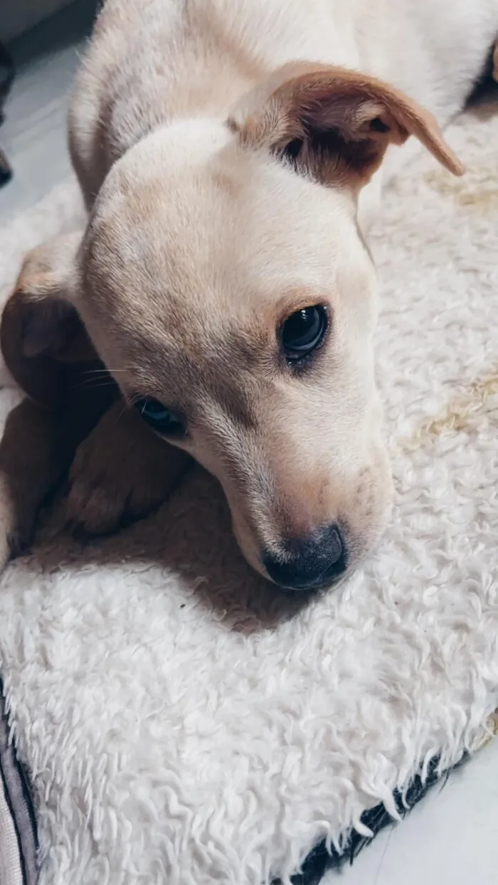 Cachorro raça SRD-ViraLata idade 2 a 6 meses nome Melia