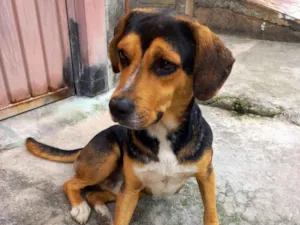 Cachorro raça SRD-ViraLata idade 3 anos nome bebe