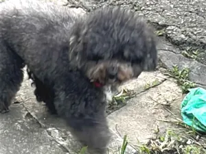 Cachorro raça Poodle idade 6 ou mais anos nome Duda 
