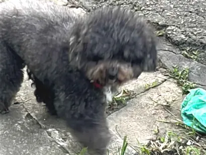 Cachorro raça Poodle idade 6 ou mais anos nome Duda 