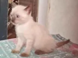 Gato raça Siamês idade Abaixo de 2 meses nome Neve
