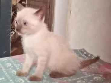 Gato raça Siamês idade Abaixo de 2 meses nome Neve