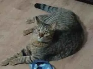 Gato raça SRD-ViraLata idade 7 a 11 meses nome Lukas