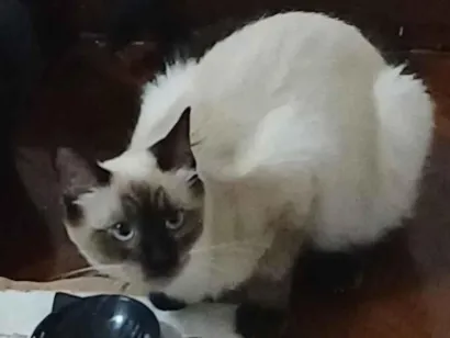 Gato raça Siamês idade 2 a 6 meses nome Panda