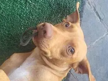 Cachorro raça SRD-ViraLata idade 2 anos nome Paçoca