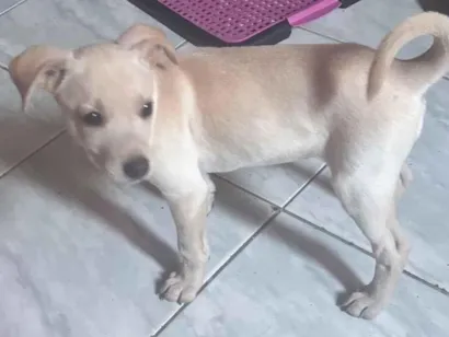 Cachorro raça SRD-ViraLata idade 2 a 6 meses nome Melia