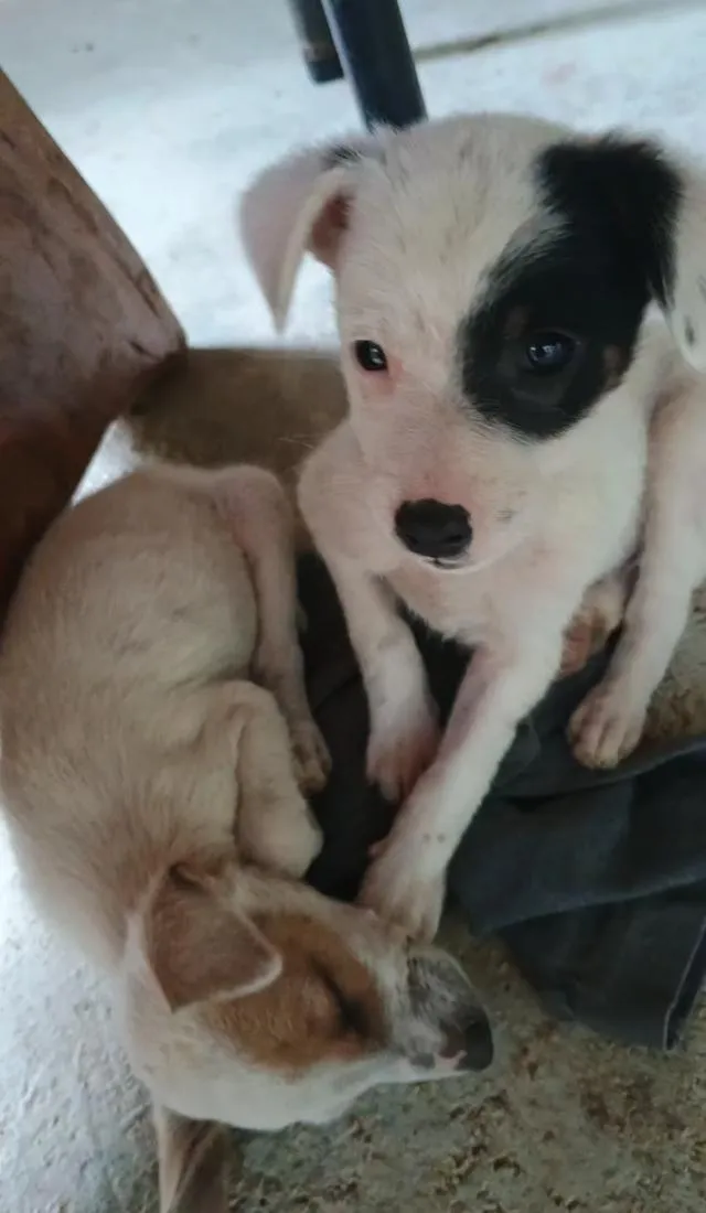 Cachorro raça SRD-ViraLata idade Abaixo de 2 meses nome não tem nomes