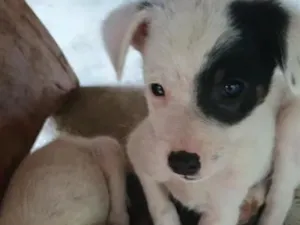 Cachorro raça SRD-ViraLata idade Abaixo de 2 meses nome não tem nomes