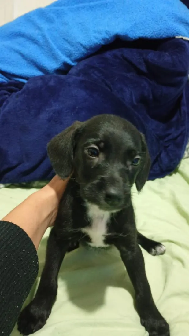 Cachorro raça SRD-ViraLata idade Abaixo de 2 meses nome will . blaid . pantera negra 