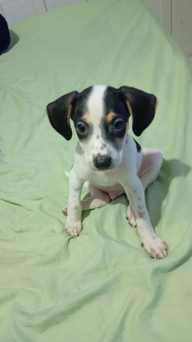 Cachorro raça SRD-ViraLata idade Abaixo de 2 meses nome will . blaid . pantera negra 