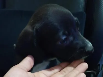 Cachorro raça SRD-ViraLata idade Abaixo de 2 meses nome will . blaid . pantera negra 