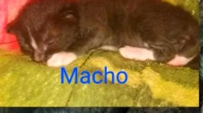Gato raça SRD-ViraLata idade Abaixo de 2 meses nome GATOS SEM NOMES, ALEM DO ESPECIAL, CHAMADO THEODOR!!