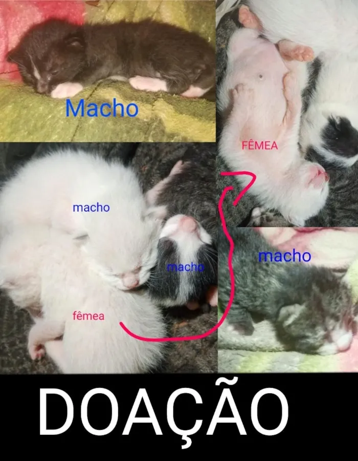 Gato raça SRD-ViraLata idade Abaixo de 2 meses nome GATOS SEM NOMES, ALEM DO ESPECIAL, CHAMADO THEODOR!!